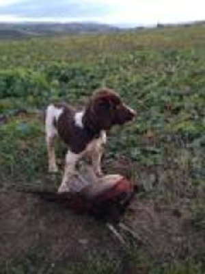 Du Bois De Larnède - Tous les chiots ont été adopté!!!