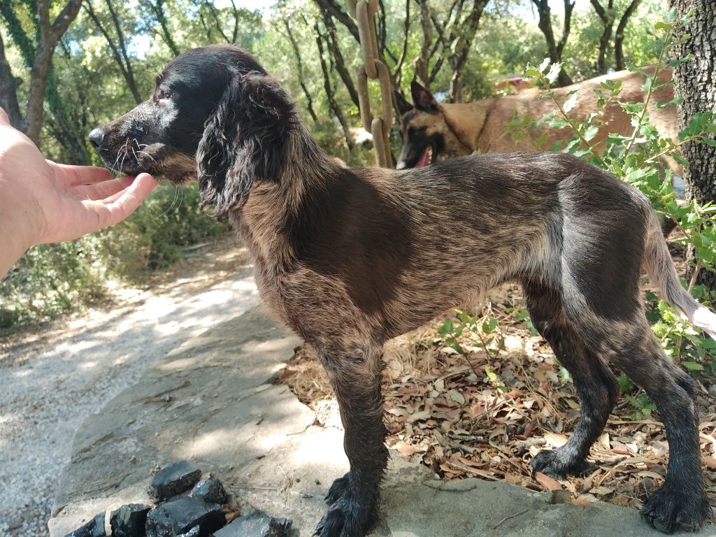 Du Bois De Larnède - Tosca du bois de larnede disponible adoption 