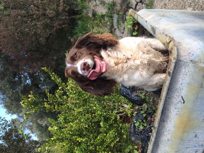 Du Bois De Larnède - Bientôt petits springers!!