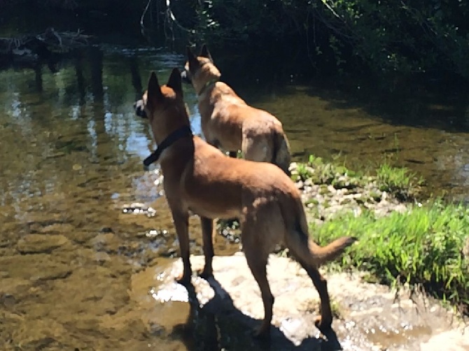 Du Bois De Larnède - De belles balades à la rivière