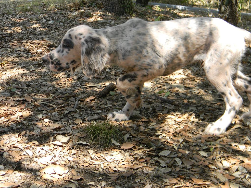 Du Bois De Larnède - Plus de chiots disponibles!