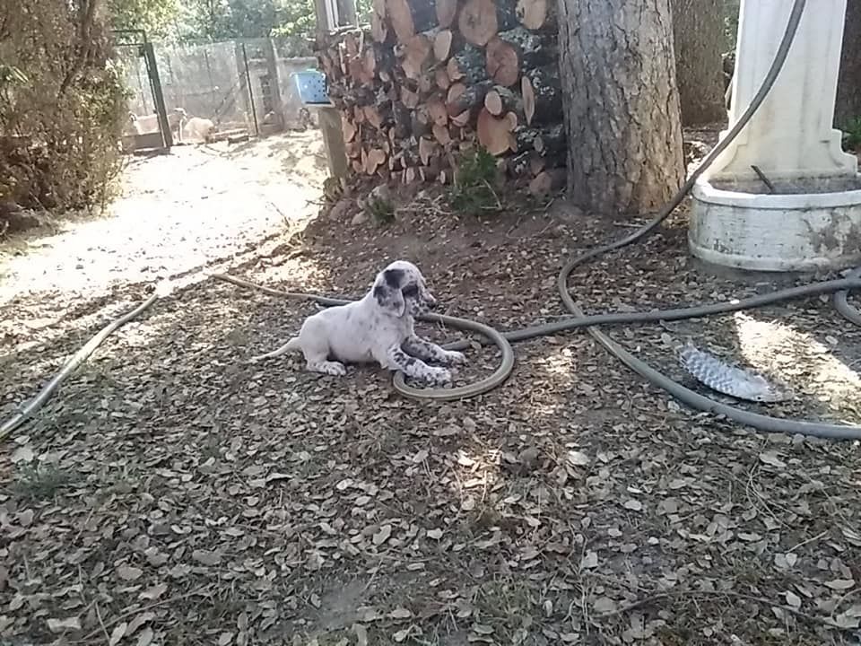 Du Bois De Larnède - Plus que 3 chiots disponibles à la réservation!