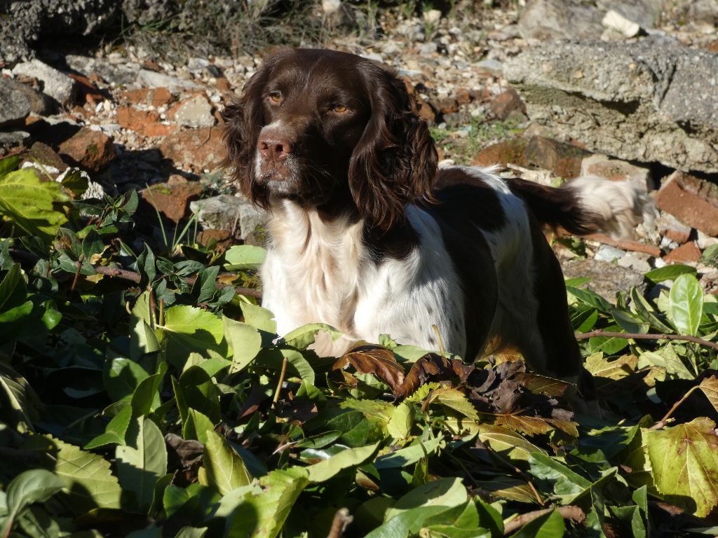 Sunny Du Val De Larcis