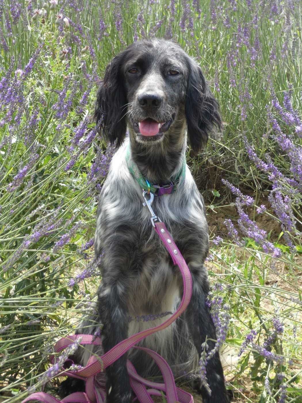 Tahiti Du Bois De Larnède
