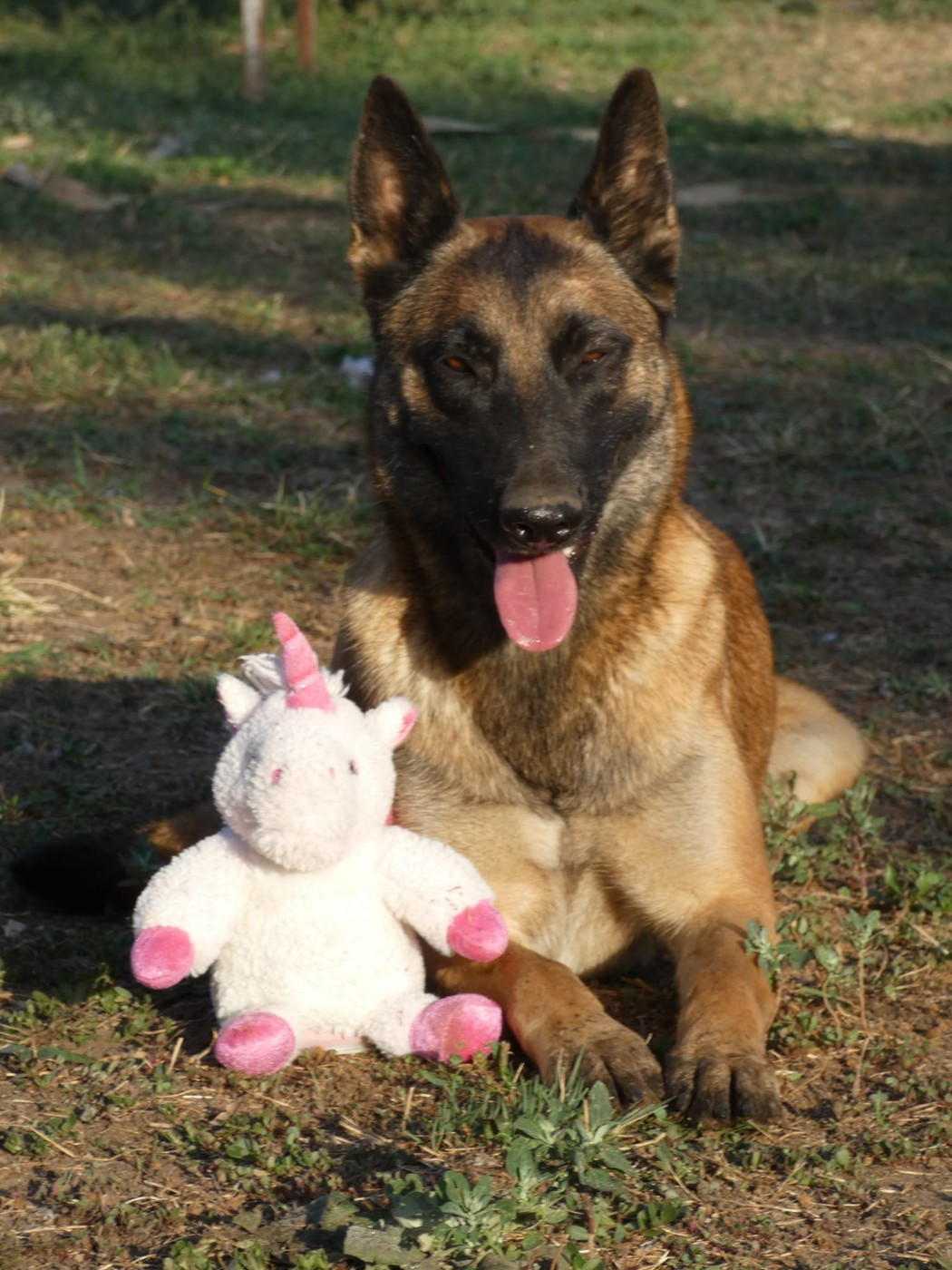 Schérie Du Bois De Larnède