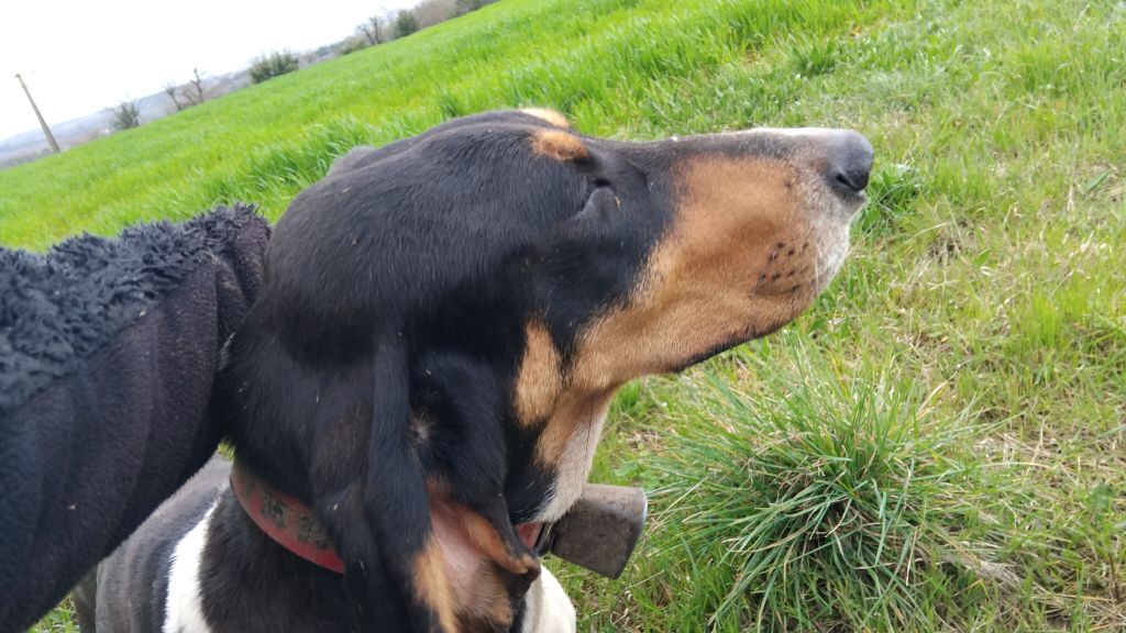 Du Bois De Larnède - Vegane chienne débourrée à adopter