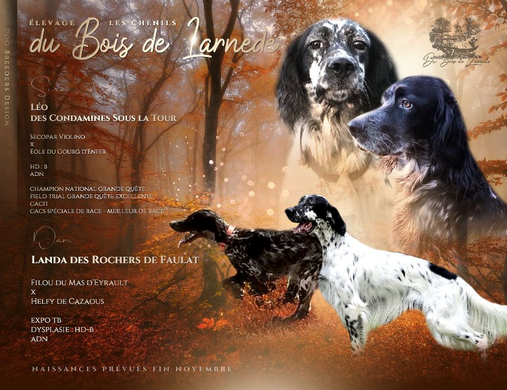 Du Bois De Larnède - Confirmation de gestation Landa !!