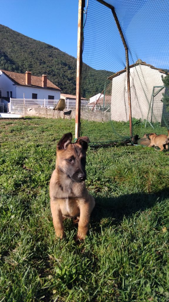 Du Bois De Larnède - 3 chiots disponibles