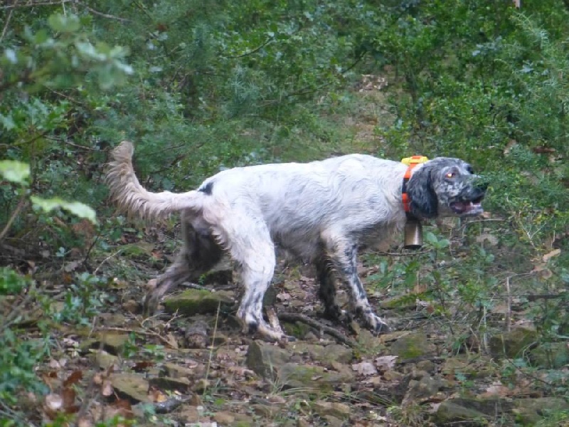 grive à la chasse