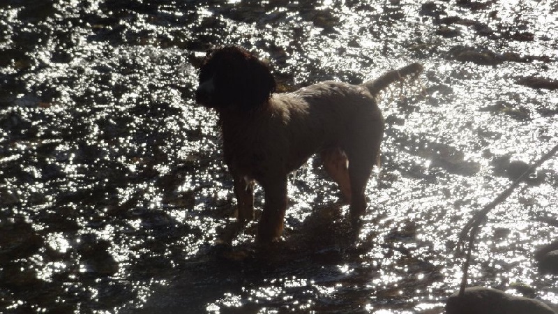 Gipsy à la rivière