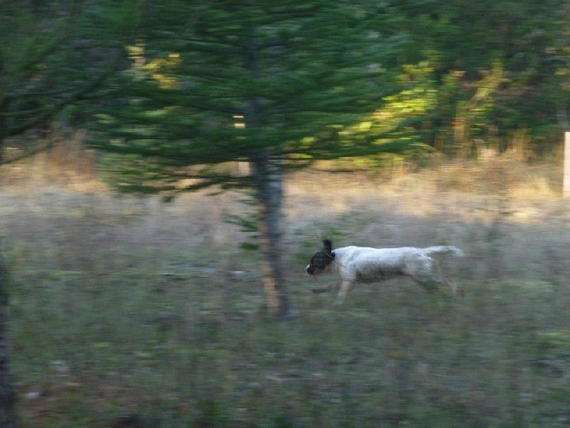 Gipsy à la chasse!