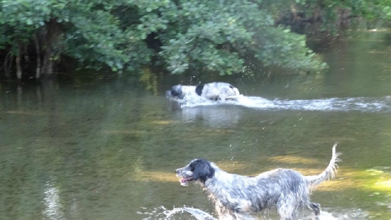 Les Setters à la Rivière