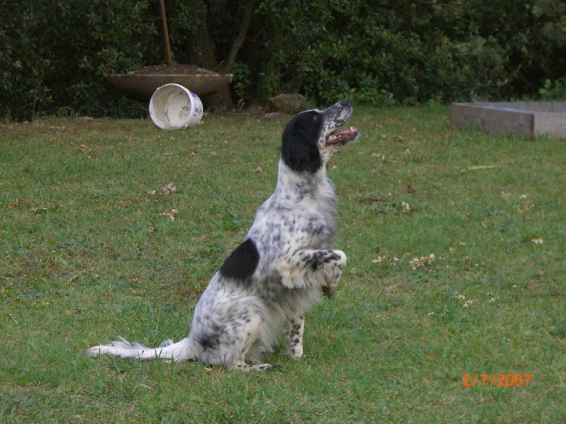 Vicky la beauté du Setter-Anglais