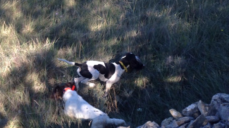 Lilou à la chasse