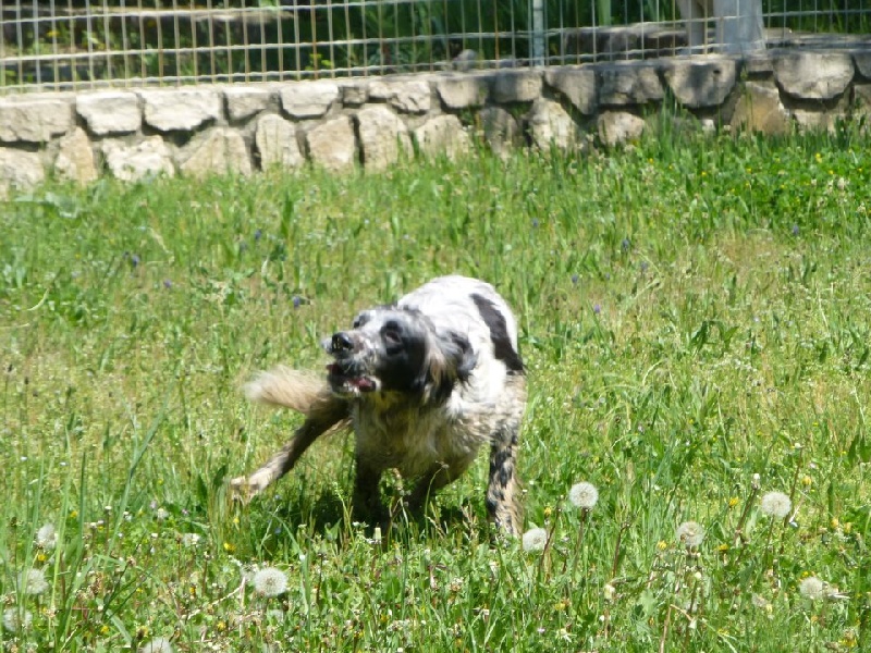 Grive la Beauté du Setter-Anglais
