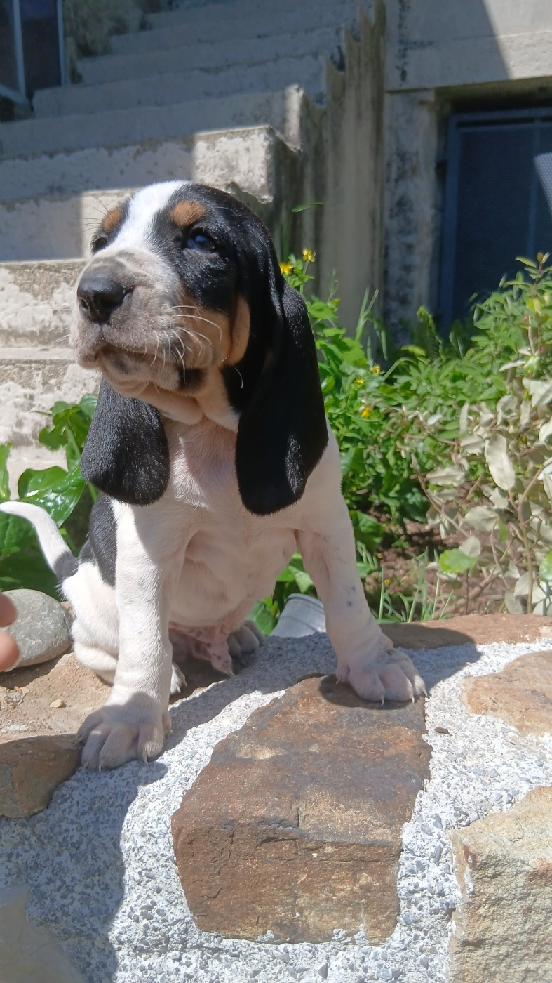 Dernier baby disponible