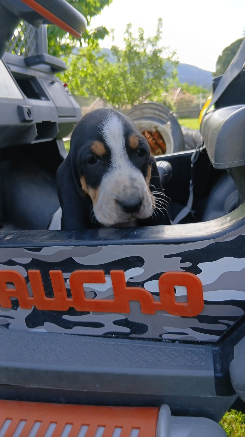  dernier chiot réservé 