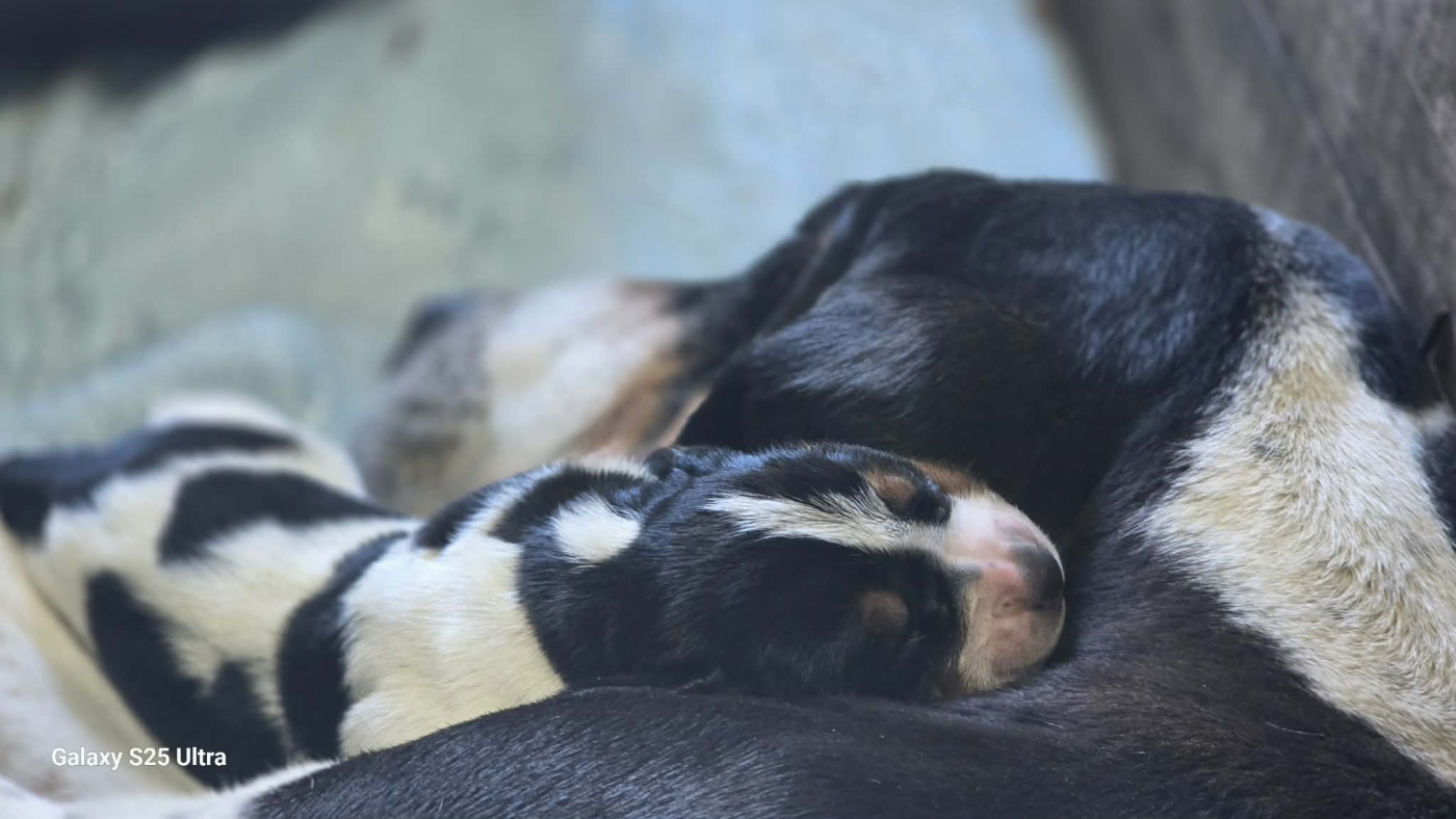 Chiot Chien courant suisse Du Bois De Larnède