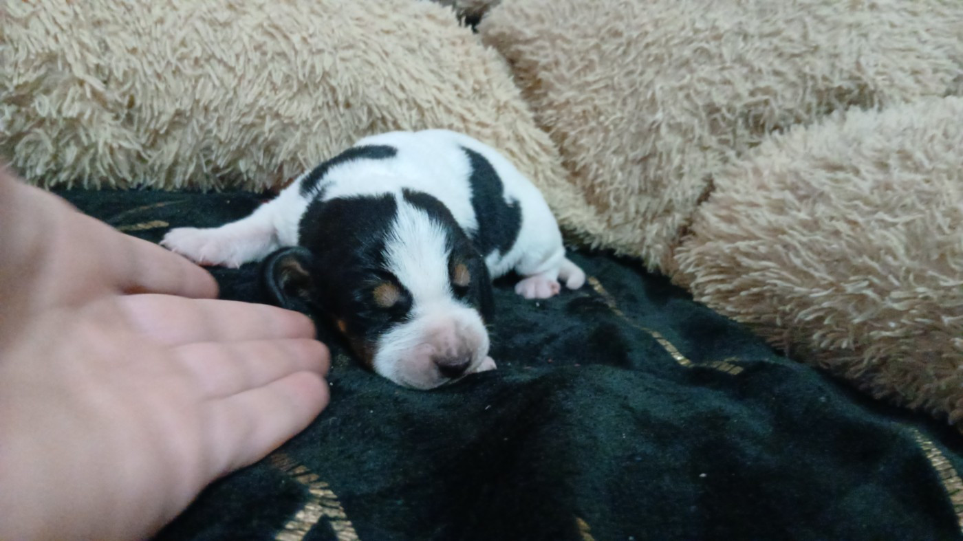 Du Bois De Larnède - Chiots disponibles - Chien courant suisse