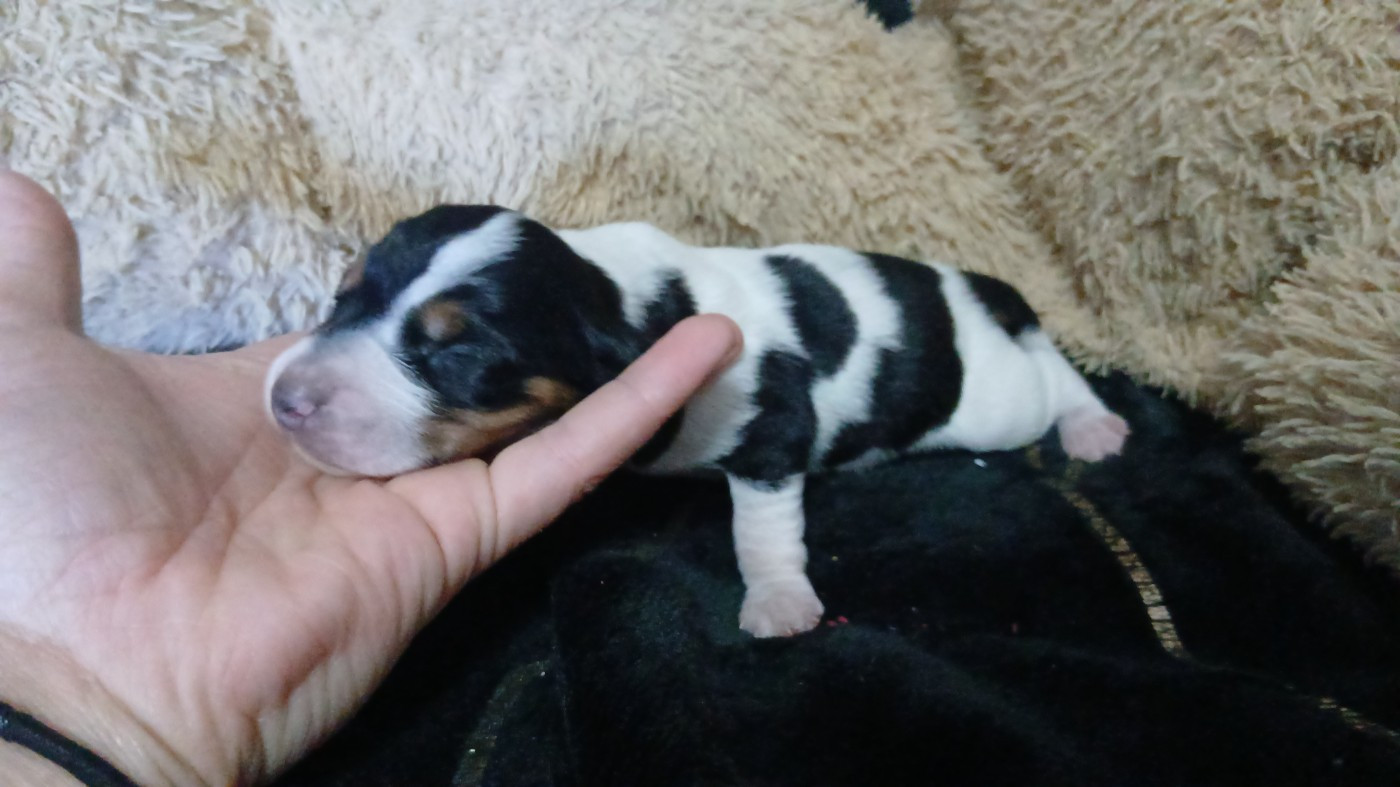 Du Bois De Larnède - Chiots disponibles - Chien courant suisse