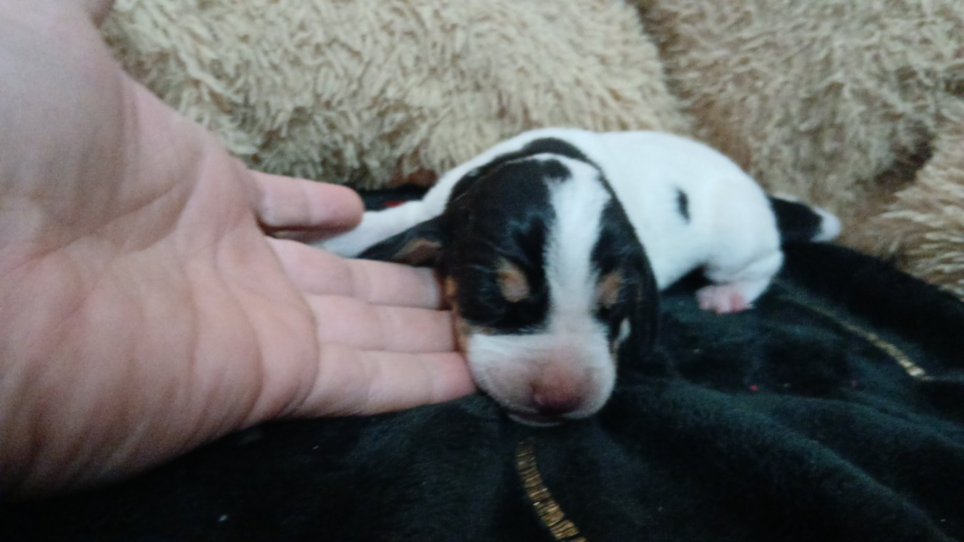 Du Bois De Larnède - Chiots disponibles - Chien courant suisse