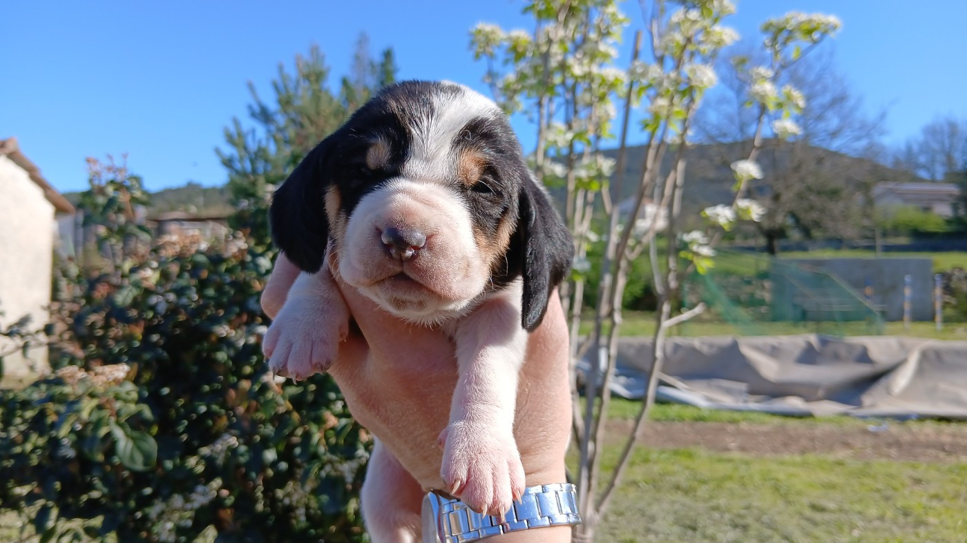 Du Bois De Larnède - Chiots disponibles - Chien courant suisse