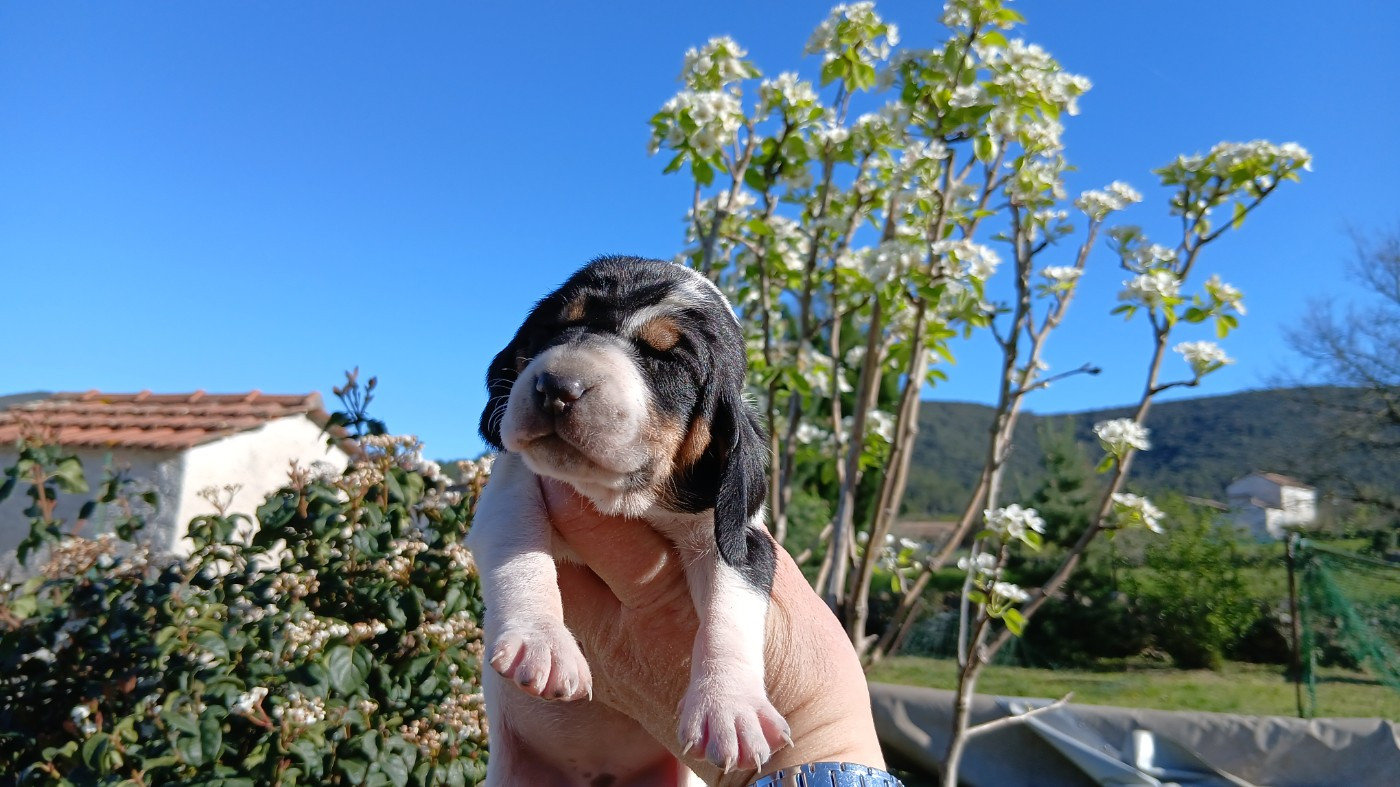 Du Bois De Larnède - Chiots disponibles - Chien courant suisse
