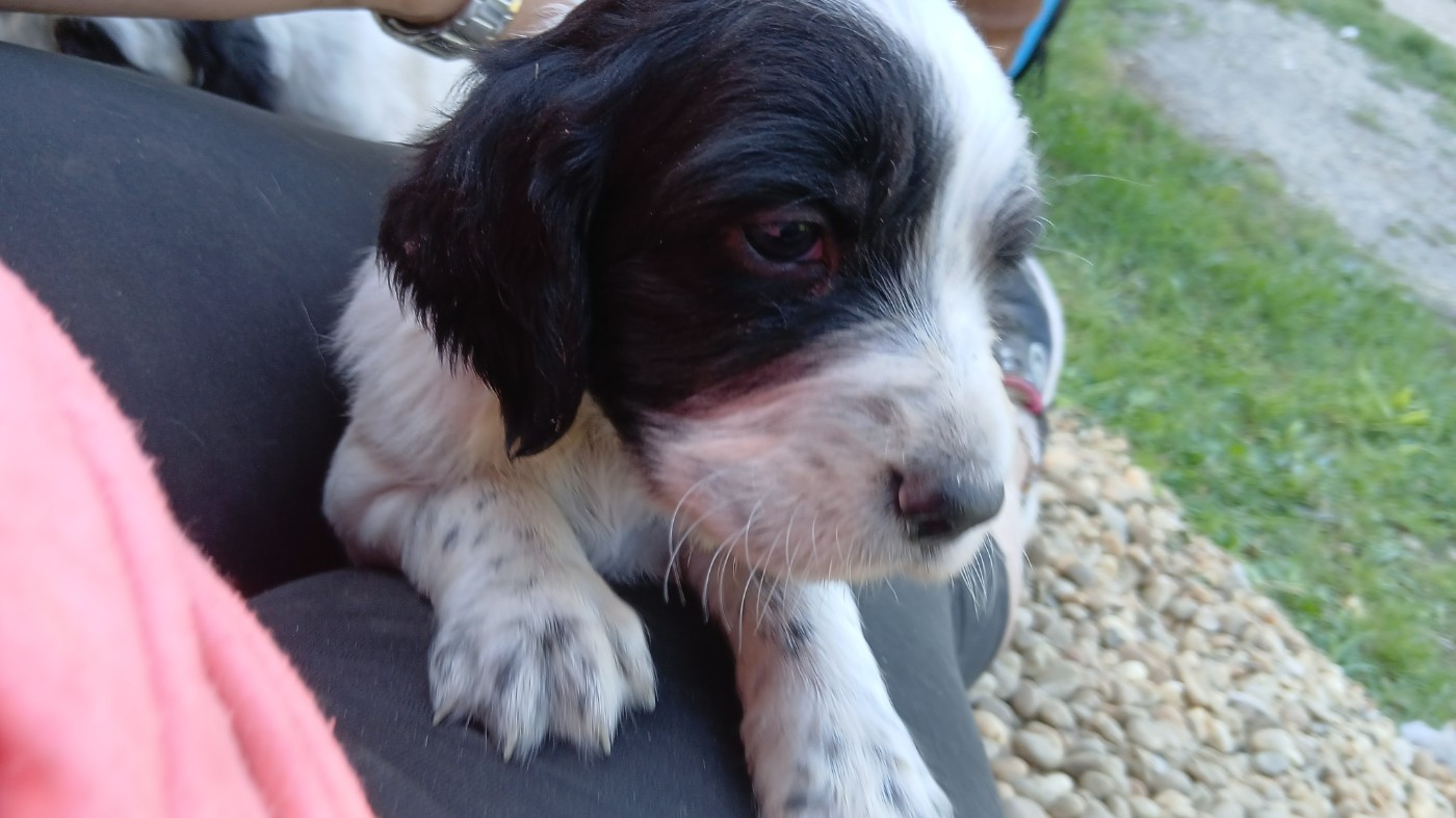 Du Bois De Larnède - Chiots disponibles - Setter Anglais