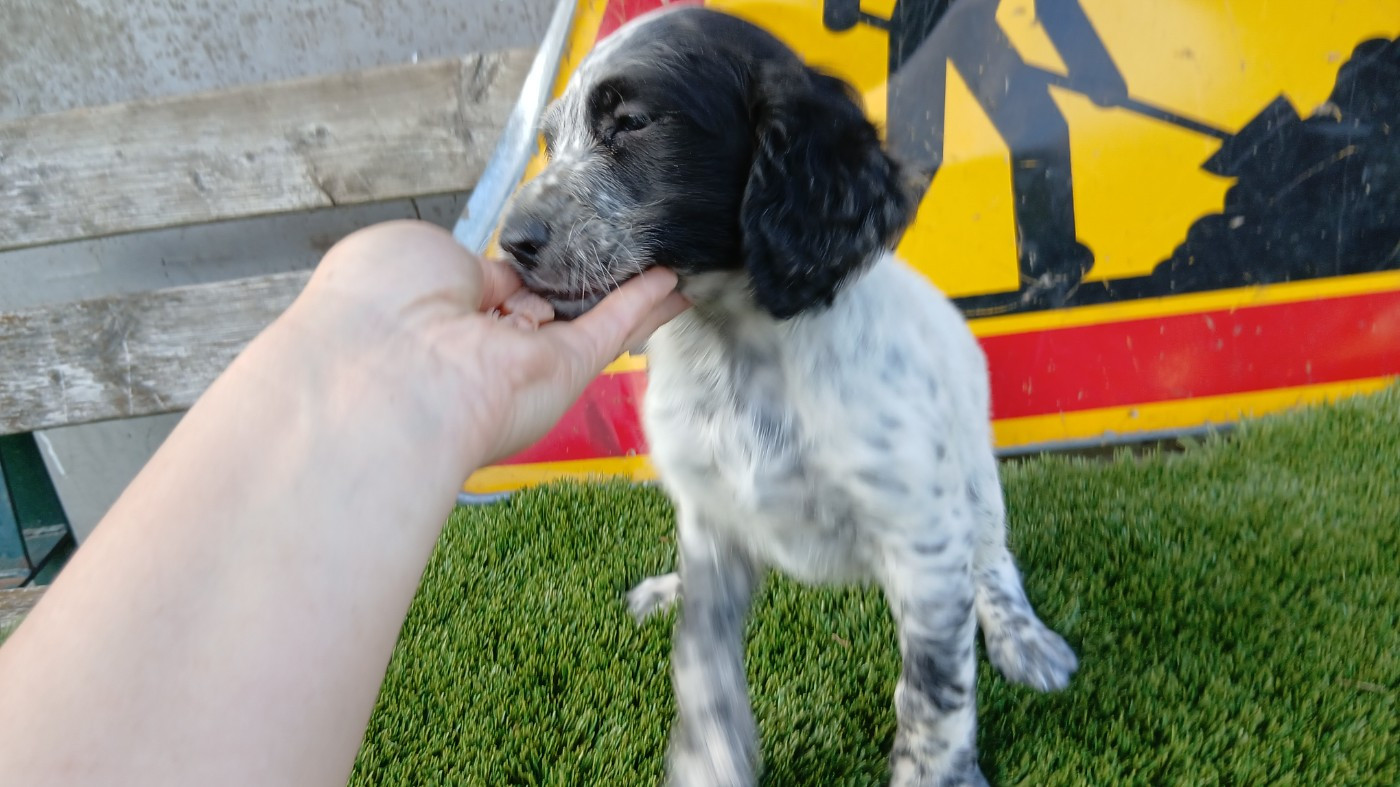 Du Bois De Larnède - Chiots disponibles - Setter Anglais