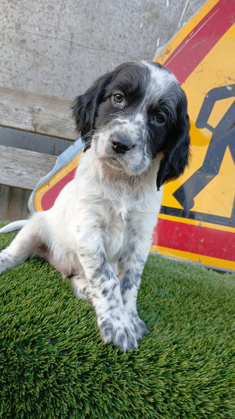 Du Bois De Larnède - Chiots disponibles - Setter Anglais