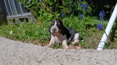 Chiot N°2